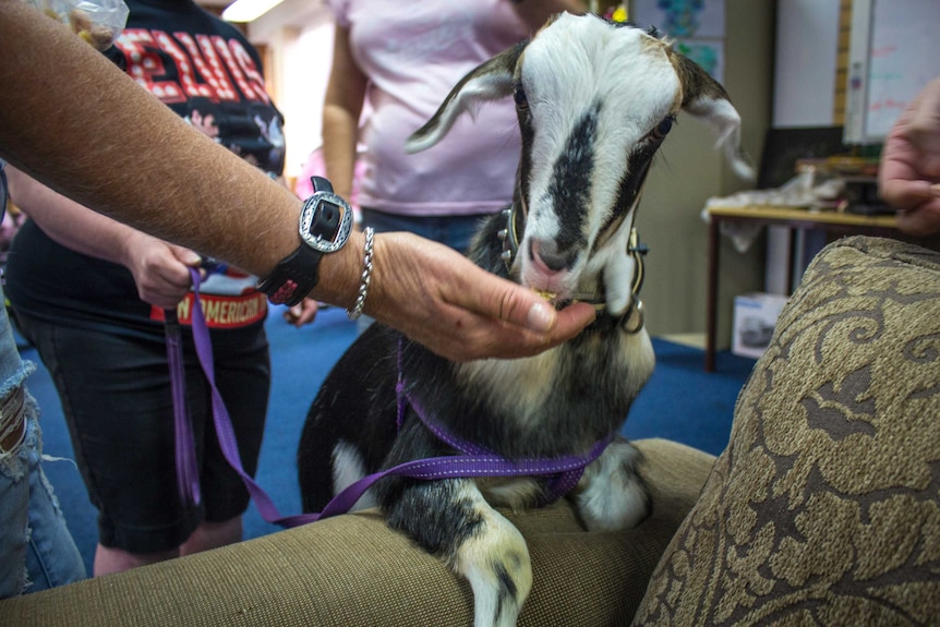 A black and white goat kid eating fruit loops out of a person's hand