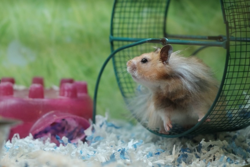 Hamster on a hamster wheel.