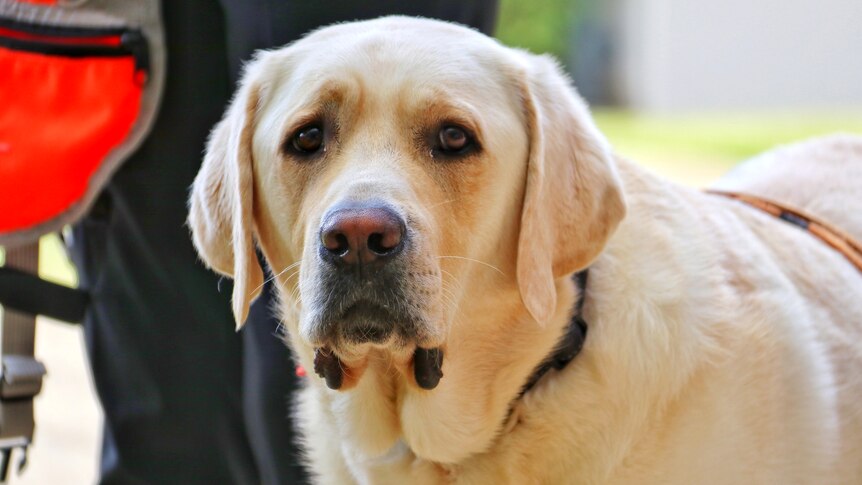Autism assistance dogs helping change the lives of children