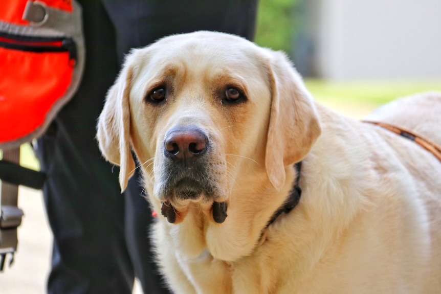 Autism assistance dogs helping change the lives of children