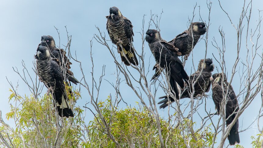 A mob of black cockatoos sitting in a tree