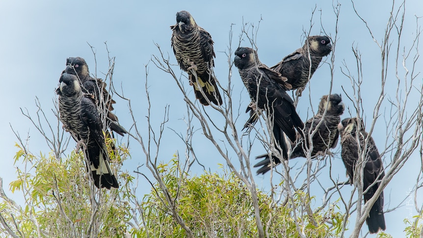 A mob of black cockatoos sitting in a tree