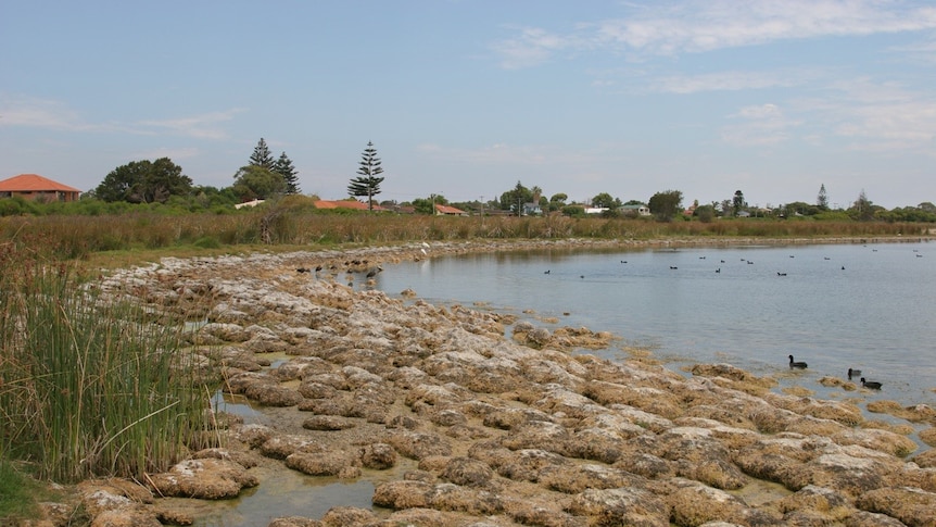 Thrombolites visible in summer at Lake Richmond