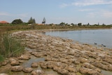 Thrombolites visible in summer at Lake Richmond