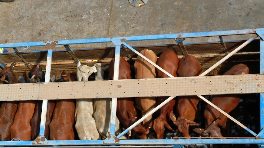 Cattle on a road train