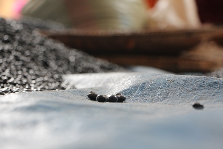 Small black beans sitting on a tarp