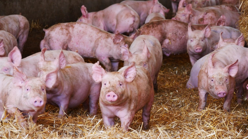 Piglets in hay