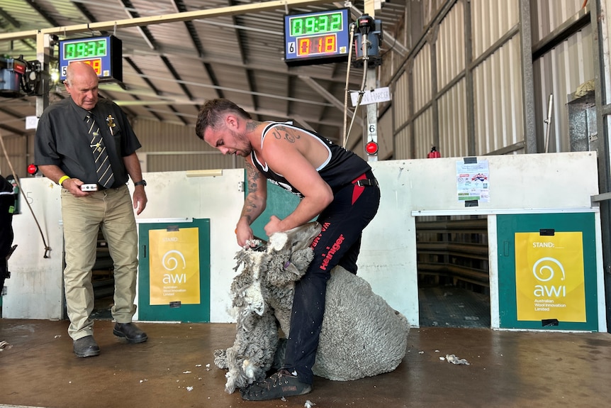 Young shearer competing
