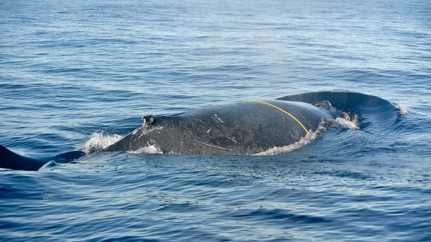 A humpback whale with a yellow rope across it.