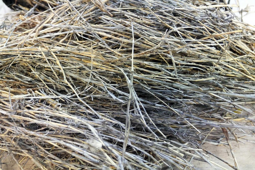 A close up of buffel grass