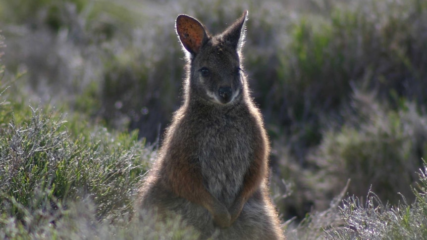 A wallaby.