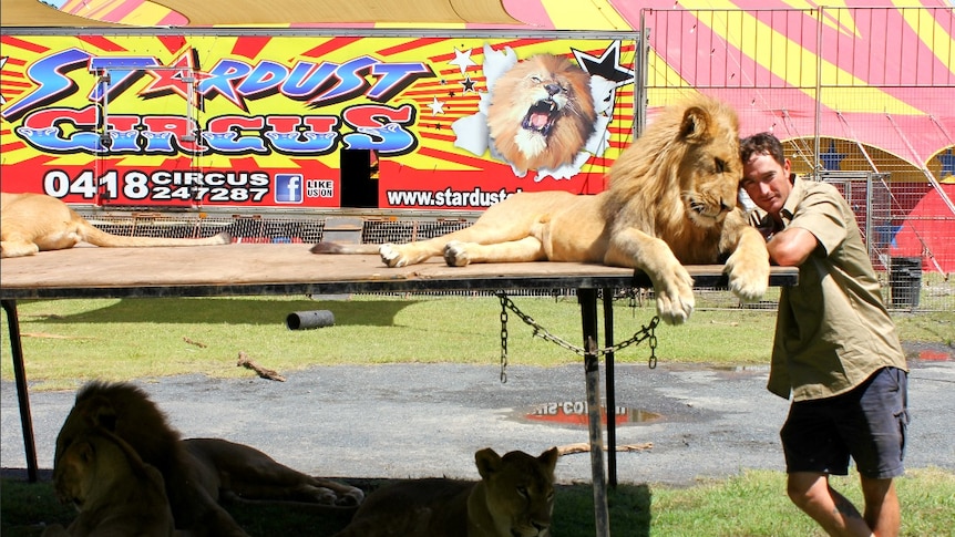 Lion trainer Matthew Ezekial touches his head to a lion in front of a Stardust circus truck.