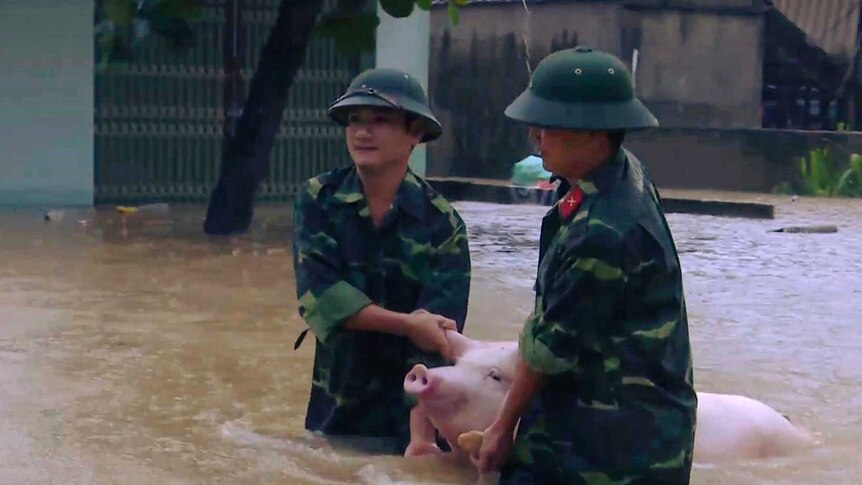 Two soldiers walk a pig through flood water in northern province of Thanh Hoa, Vietnam.
