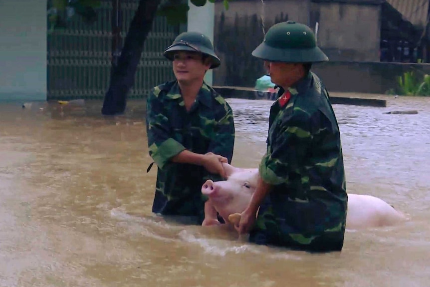 Two soldiers walk a pig through flood water in northern province of Thanh Hoa, Vietnam.