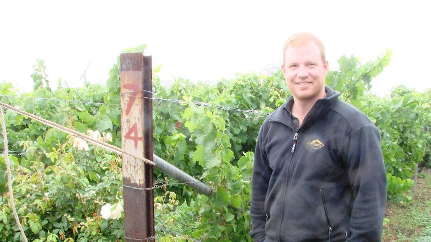 Spring Vale's Tim Lyne stands next to his grape vines