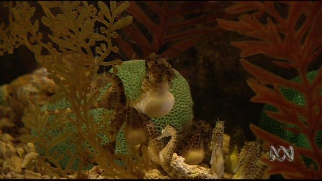 A seahorse swims amongst seaweed