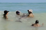 Four people in the surf try to support an injured dolphin