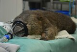 A Bonorong resident wombat is put to sleep before a blood sample is taken