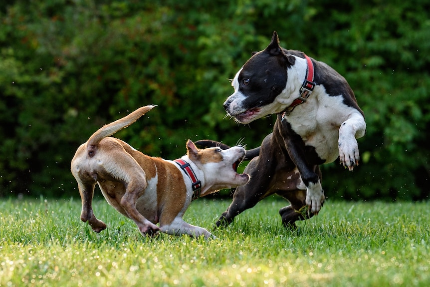Two dogs in a park either fighting or playing.