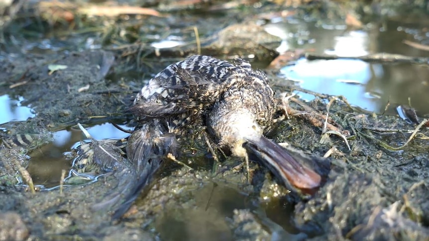 A dead duck in the mud