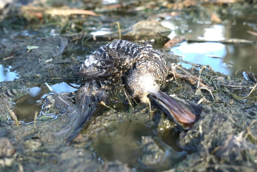 A dead duck left by hunters at Koorangie State Game Reserve. March 2017