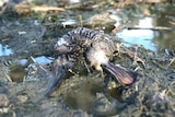 A dead duck in the mud