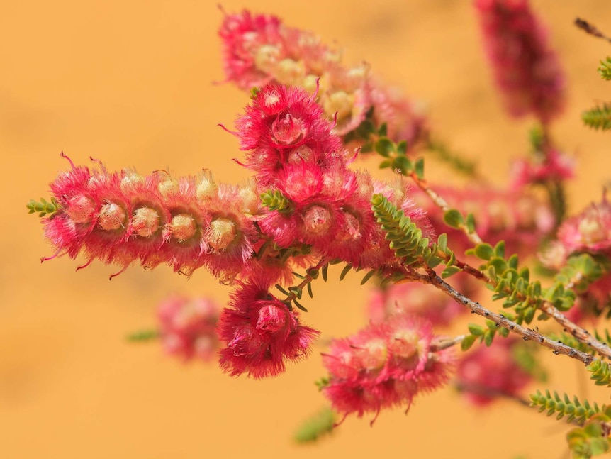 Pink and cream flowers with green leaves sit in front of orange dirt background