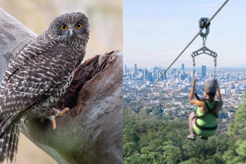 A composite image of a powerful owl and an artist's impression of the Mount Coot-tha zipline.
