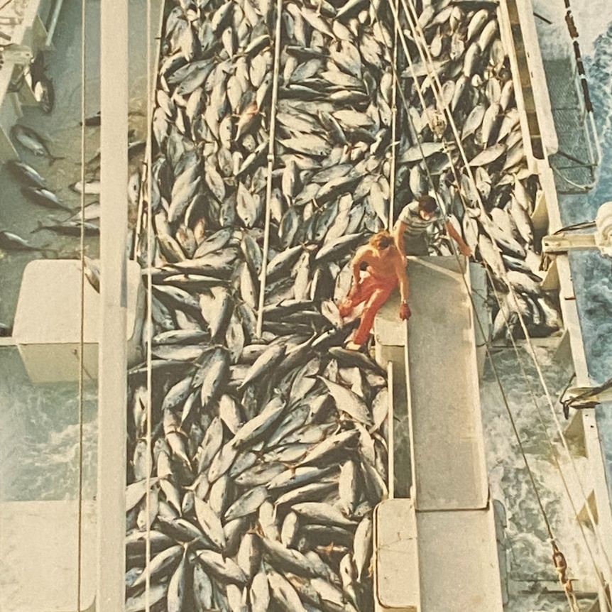 Aerial view of lots of silver fish on boat deck, with one man in orange overalls sitting on tank