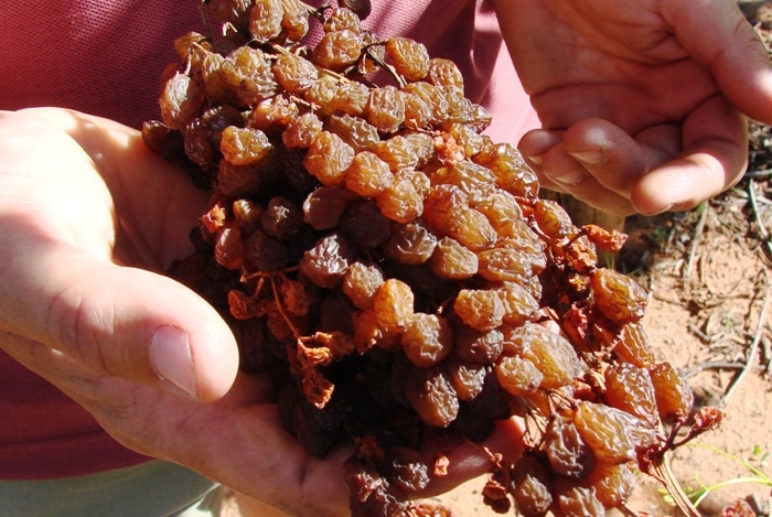 A man holding a bunch of dry grapes