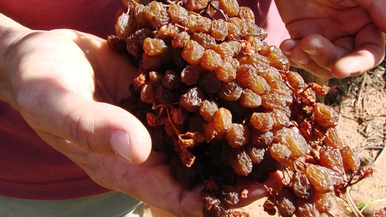 Good dried fruit season