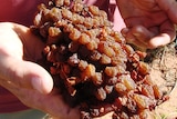 A bunch of dried sultanas