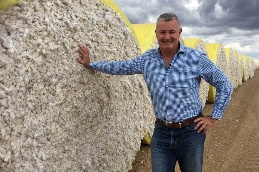 A man stands with his hand against a round cotton bale. There are many more bales behind him.