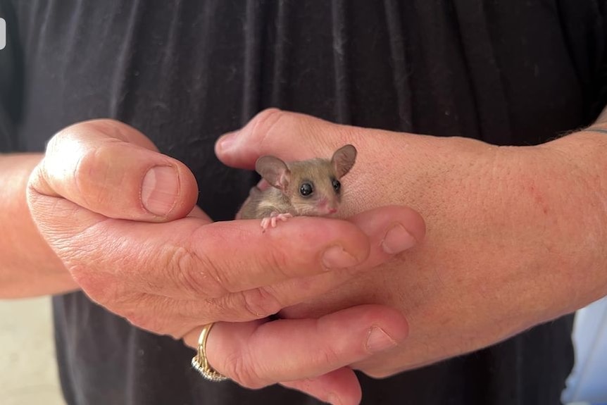 A tiny pygmy possum is held in a person's hands.