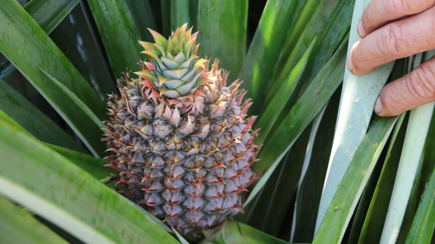 A pineapple growing out from the plant at Pinata Farms property near Darwin.