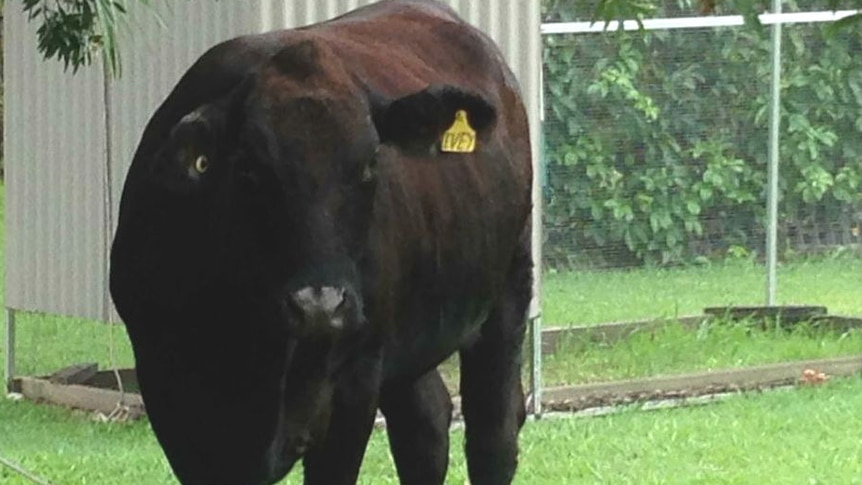 Black Angus cow in house paddock at Pimlico near Ballina after surviving 70km swim downstream through floodwaters