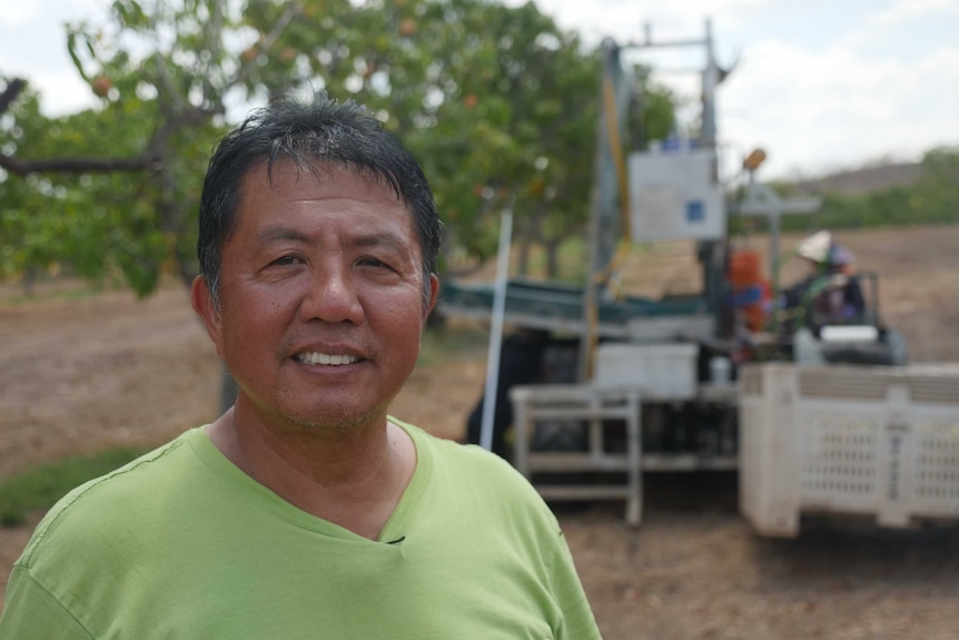 Pine Creek mango grower Wayne Quach is standing in the orchard with a picker in the background