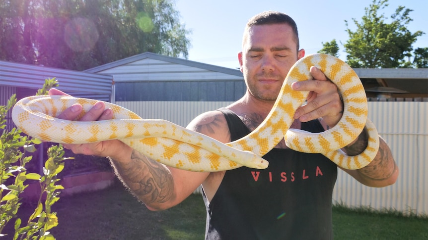 A man holding a white and yellow python in the sun.