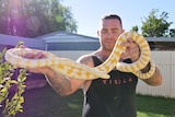 A man holding a white and yellow python in the sun.
