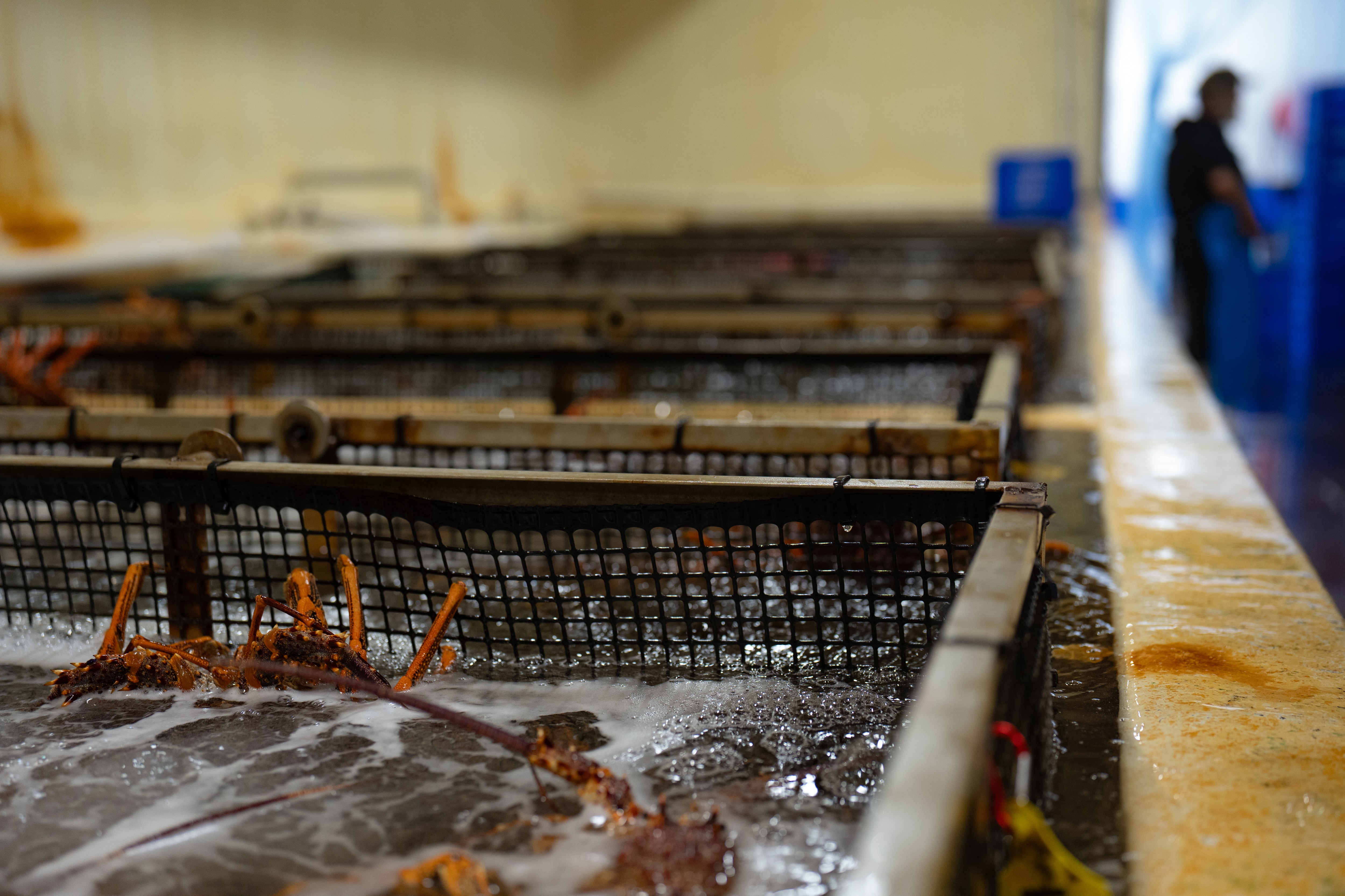 A big white cool room with red lobsters being weighed and sorted in blue crates