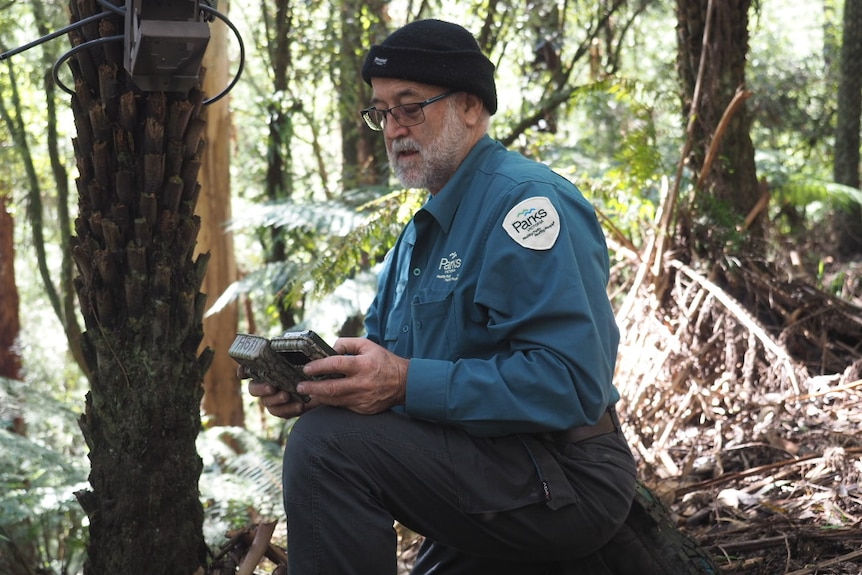 A Parks Victoria ranger crouches down and checks a camera in the forest.