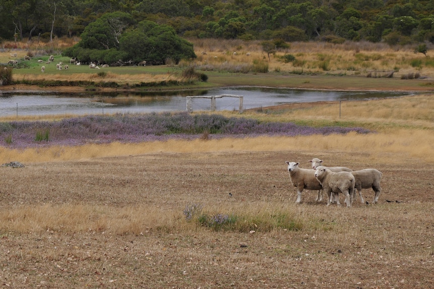 Lambs standing near a dam