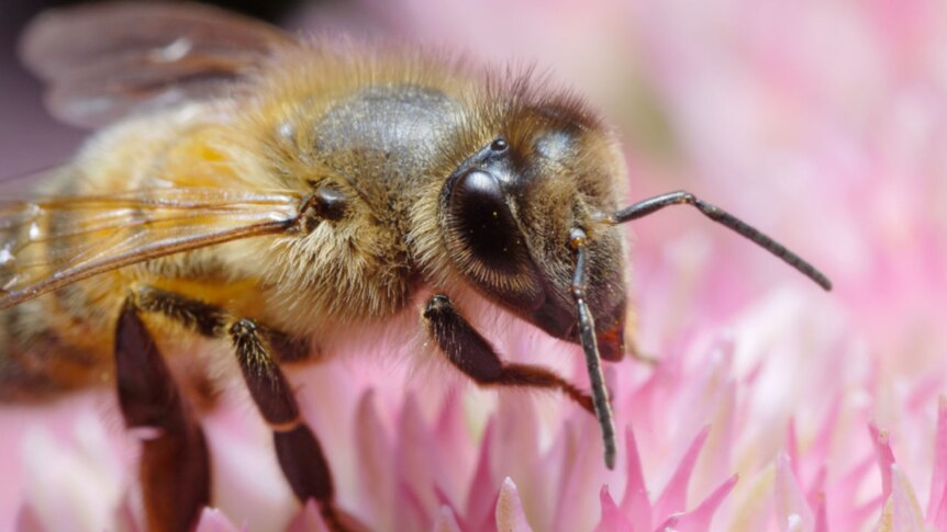 Bee on flower