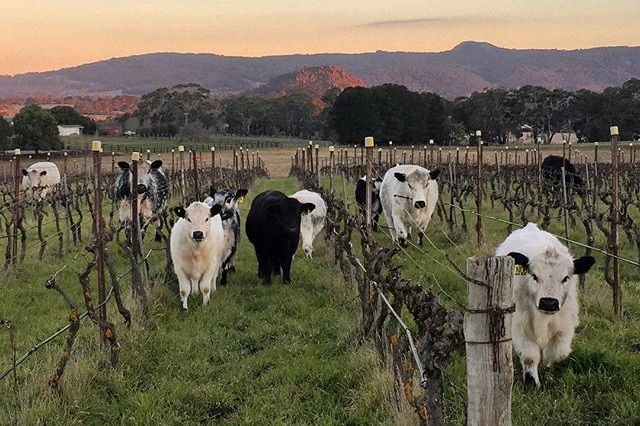 Cows wander between rows of vines in a vineyard.