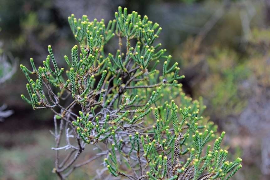 A spindly green shrub