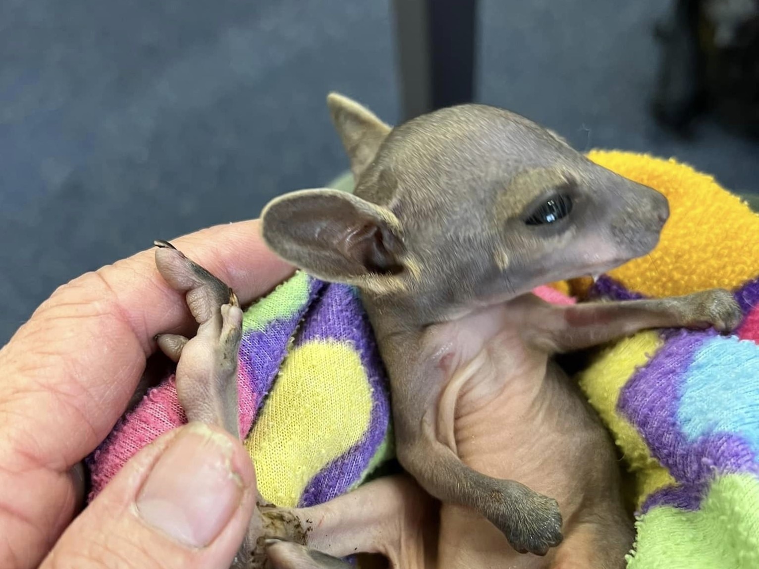 Old incubators to help save lives of orphaned Kimberley kangaroo