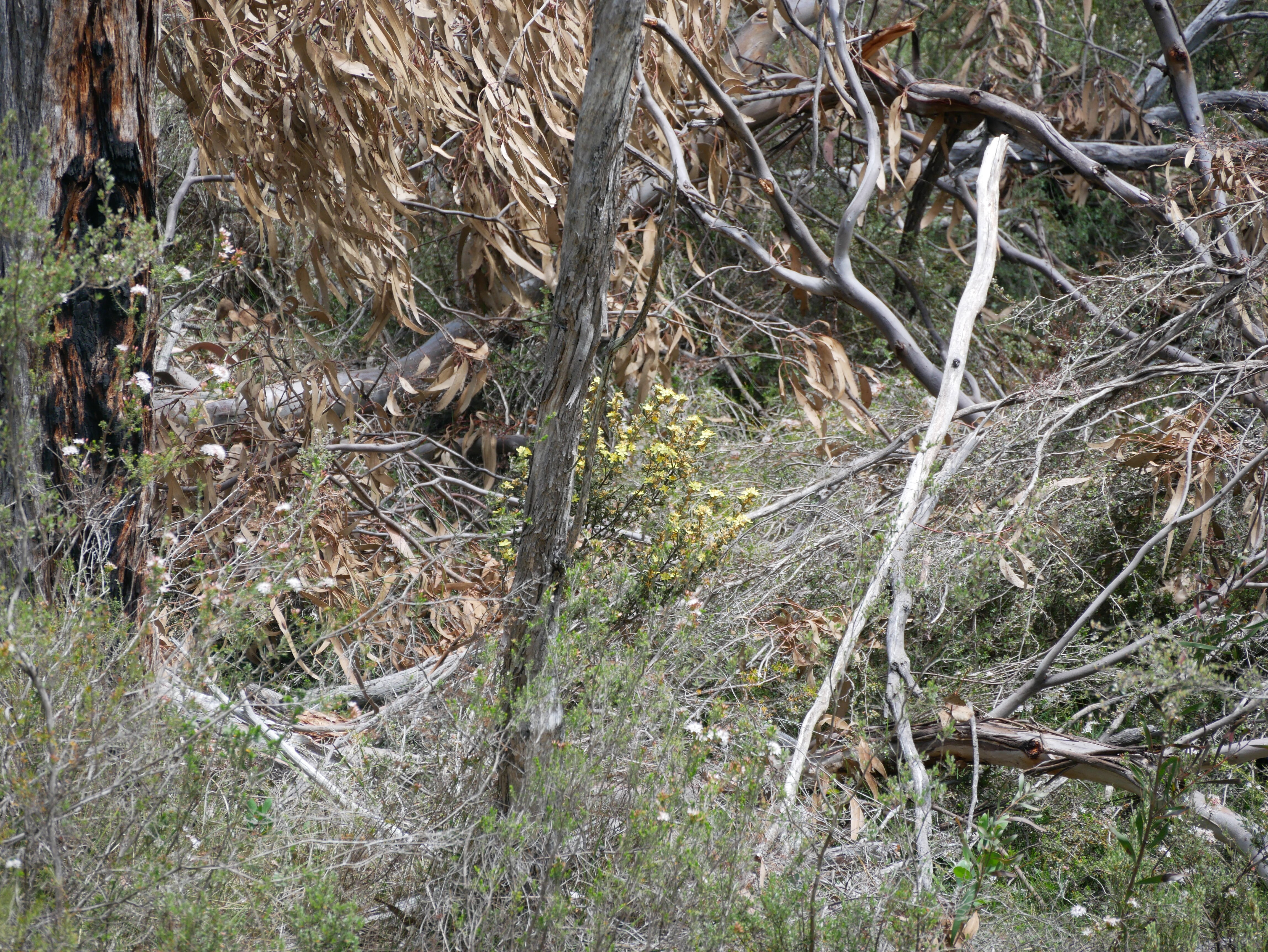 A small plant of yellow flowers appears through thick bushland.
