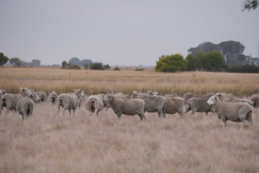 A flock of first-cross ewes in a grassy paddock on a cloudy day.