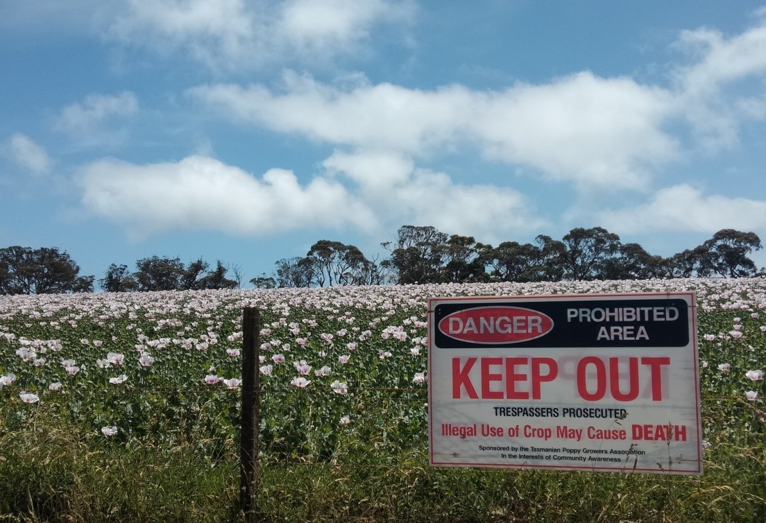 10 tennis courts' worth of poppies stolen in recent theft, police say