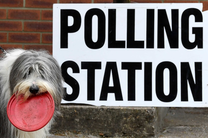 A dog holds a frisbee at a polling station